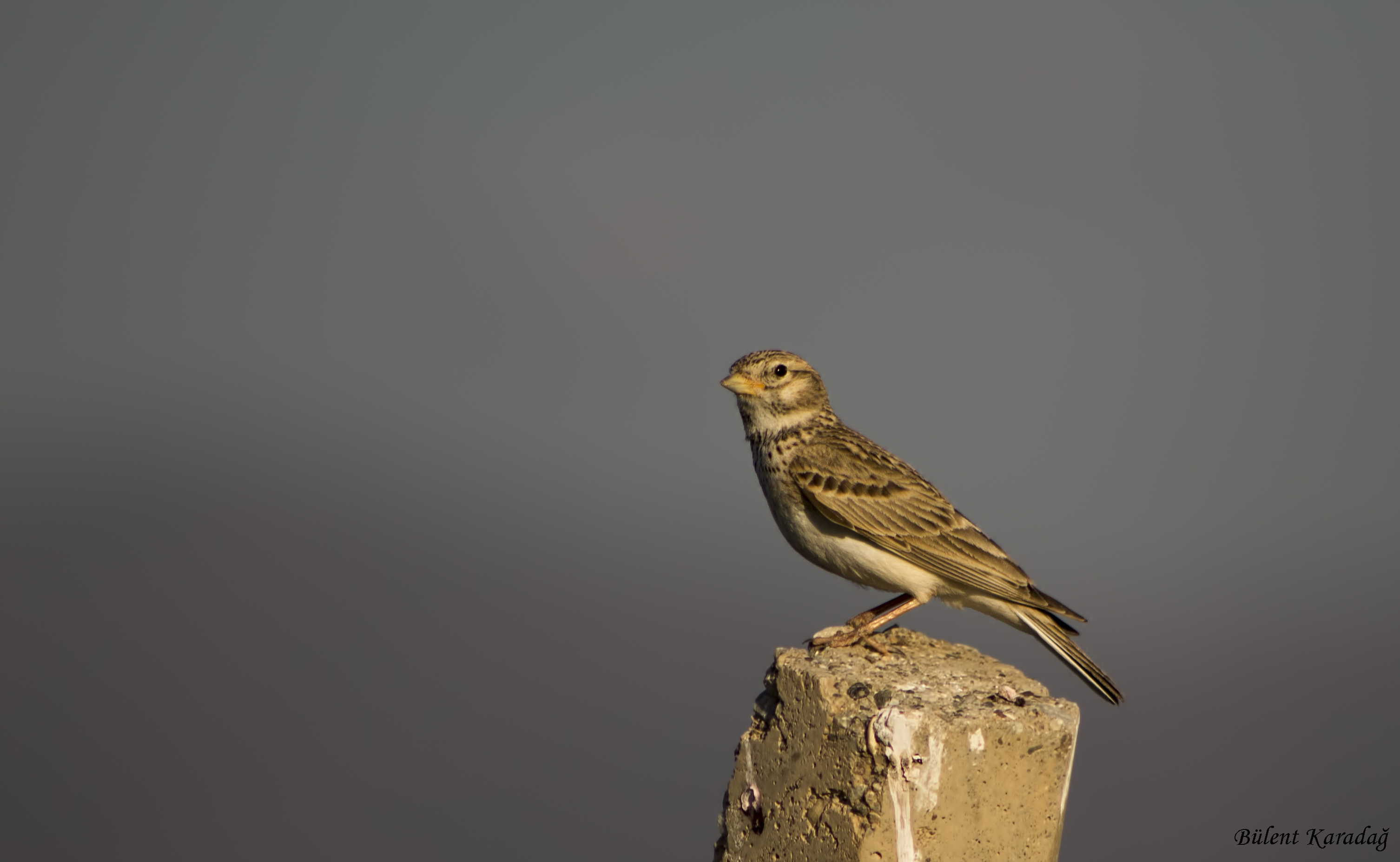 Lesser Short-toed Lark